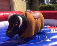 Rodeo Bull